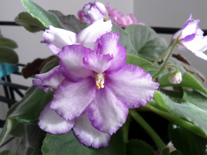22.03.12 - Gloxinia