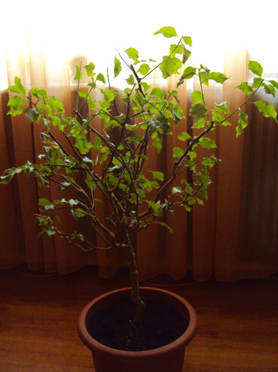 Bun venit, frumoasa mea! - Bougainvillea