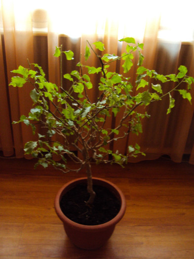 Nou la mine, un copacel - Bougainvillea