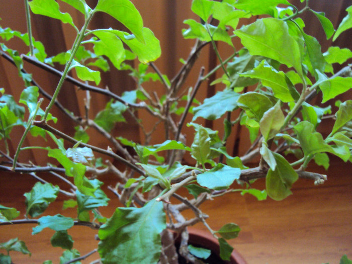 ce culoare o fi? - Bougainvillea
