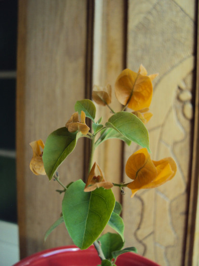 a inflorit si minunea asta - Bougainvillea