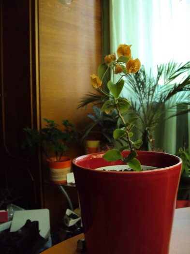 mica - Bougainvillea