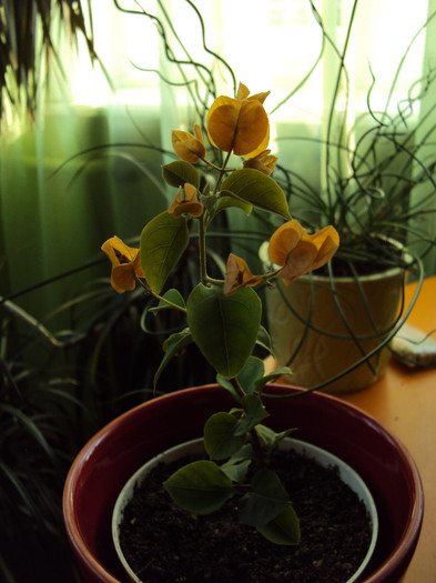 sau salmon? - Bougainvillea