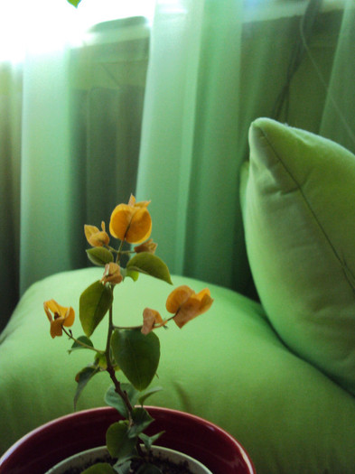 DSC04488 - Bougainvillea