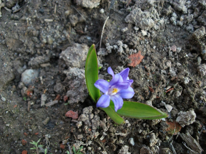 Scilla Siberica - Flori primavara 2012