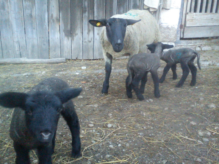 primi miei gemeni-13-03-2012