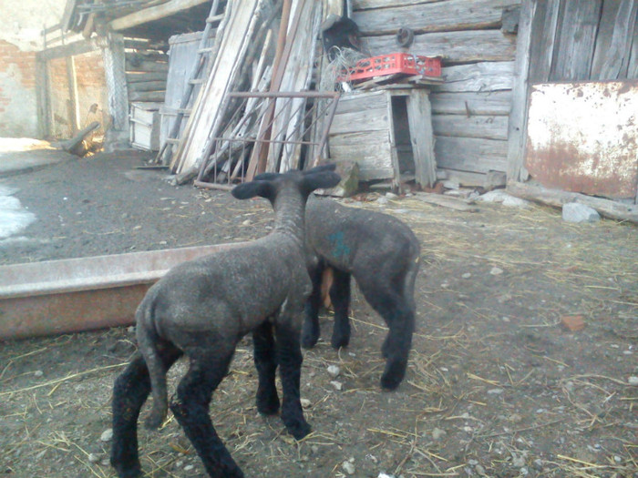 mieii lui Paul in curte