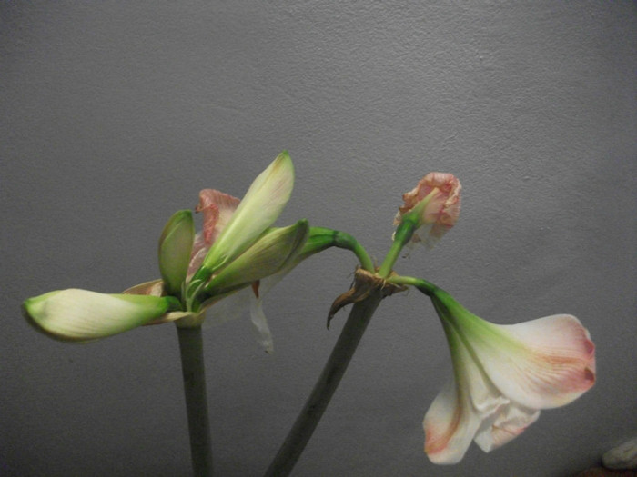 23.03.2012 - crin