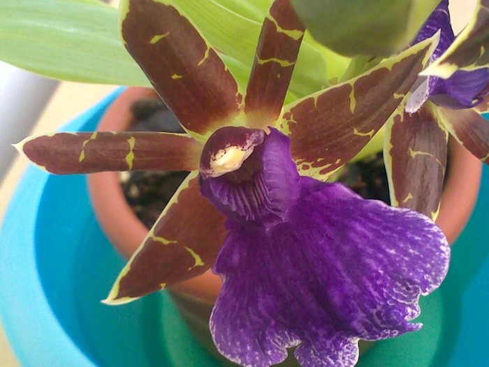 230320121572 - Zygopetalum