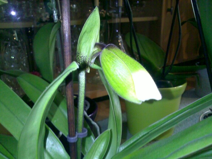 230320121566 - Paphiopedilum USA hybride1