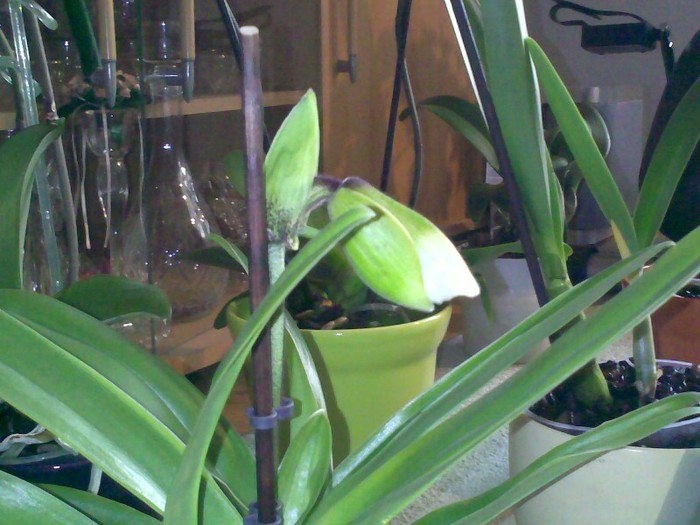 230320121568 - Paphiopedilum USA hybride1