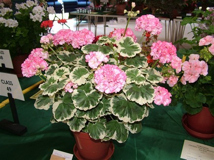chelsea diane; muscate pelargonium
