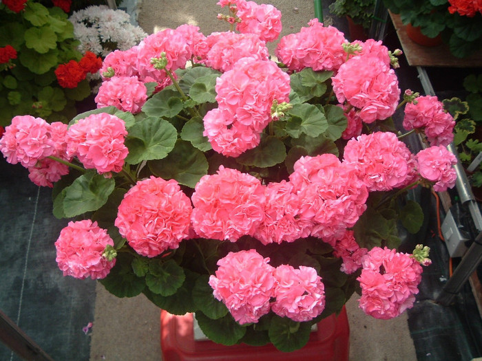 carlton suprem; muscate pelargonium
