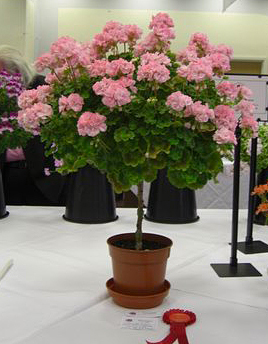 pelargonium copacel