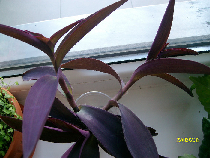 tradescantia_purple - 0- Ofer - donez - schimb