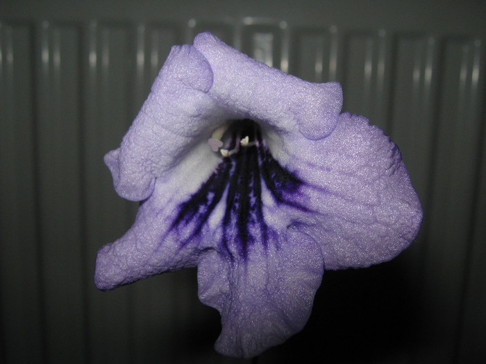 prima zi - streptocarpus DS Mirazh  -Dimetris