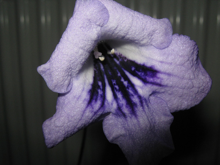 nuanta de albastru - streptocarpus DS Mirazh  -Dimetris