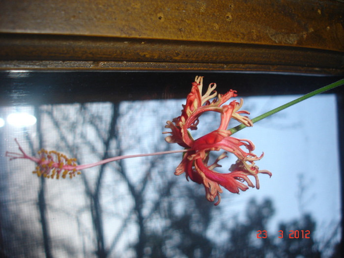 Hibiscus shizopetalus - Hibiscus 2012