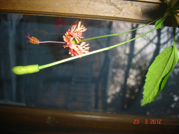Shizopetalus - Hibiscus 2012