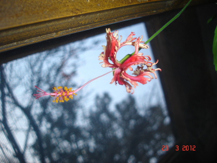 Shizopetalus - Hibiscus 2012