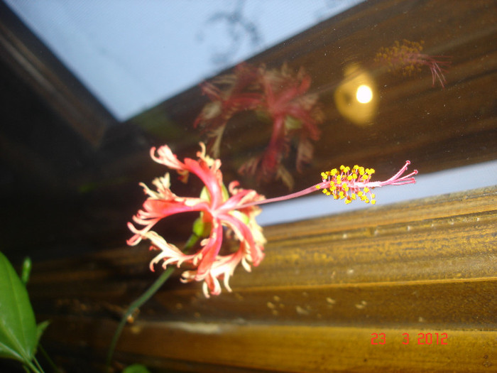 Shizopetalus - Hibiscus 2012