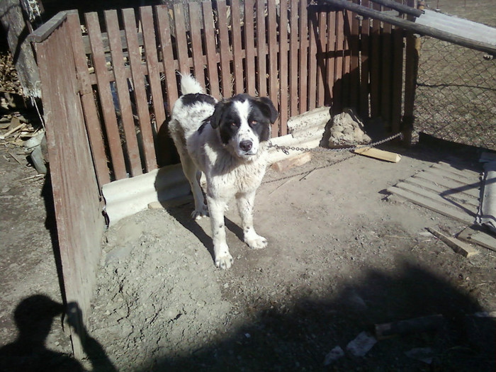 P21-03-12_15.01 - animalele mele si alte poze