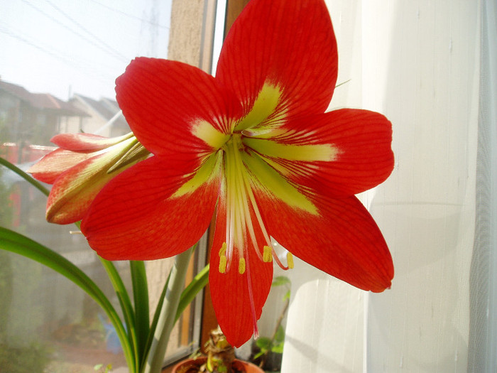 P1010111 - Flori 2012