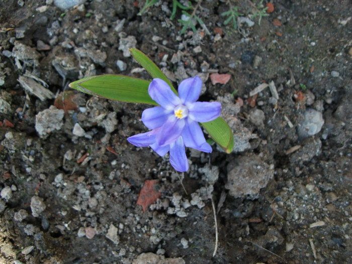 Scilla Siberica 2