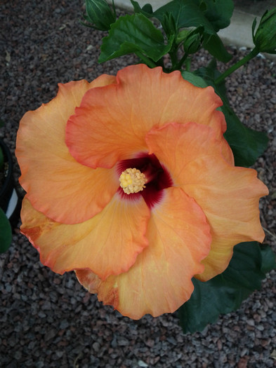  - Hibiscus 2011-2012