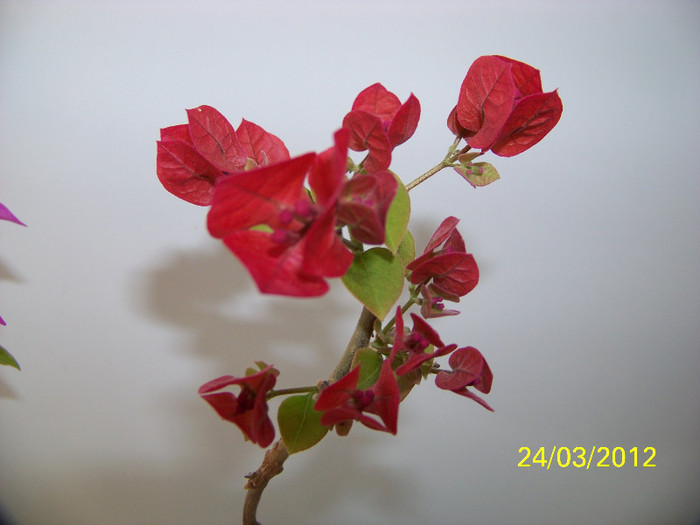 293_5287 - bougainvillea 2012