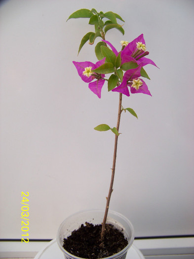 293_5291 - bougainvillea 2012