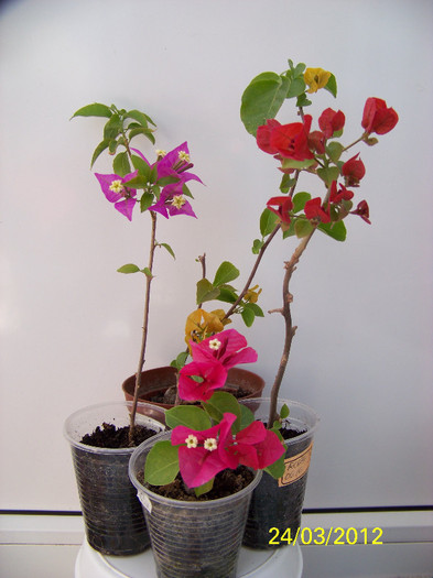 293_5294 - bougainvillea 2012