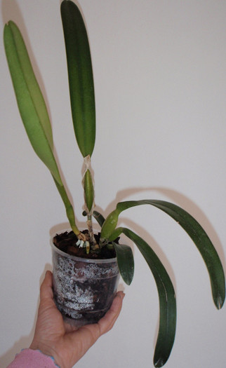 purpurata 24mar2012 - Laelia