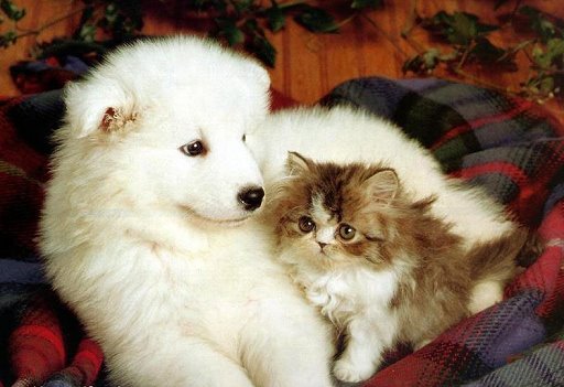 catelus alb si pisica - Animale
