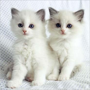 pisici albi