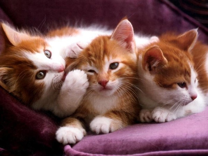 pisici portocali