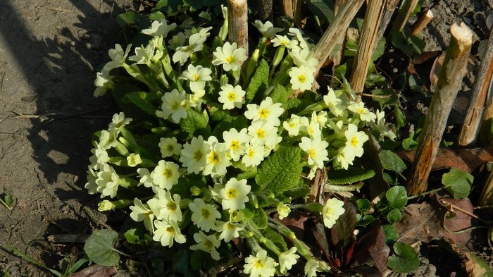 DSCN0198 - PRIMULE de gradina2012