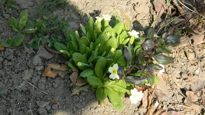 DSCN0199 - PRIMULE de gradina2012