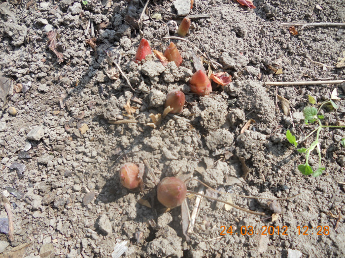 DSCN0239 - Oituz 2012