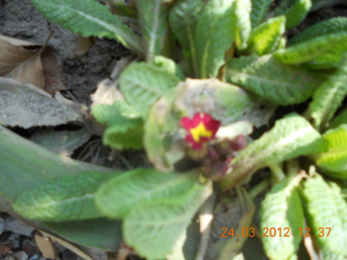 DSCN0245 - Oituz 2012