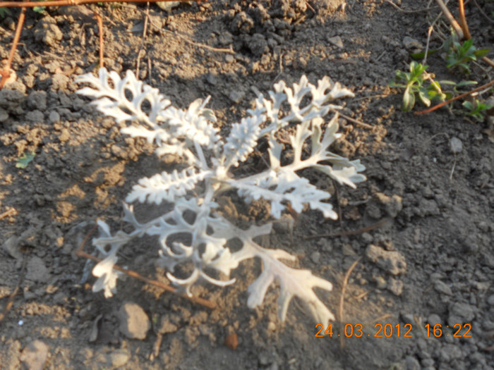 Cineraria - Oituz 2012