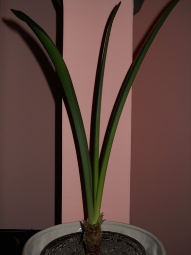 n-am chef să-nfloresc nici in acest an