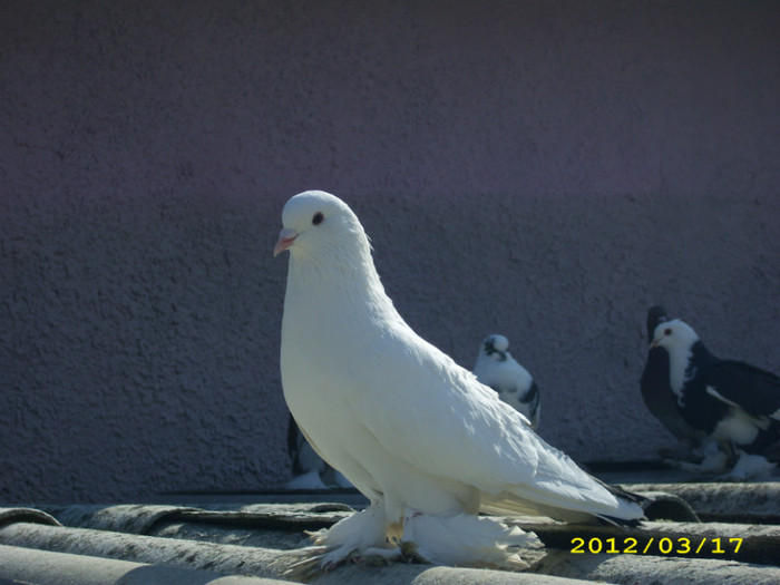 mascul alb cu coada neagra(vandut) - incaltati 2012