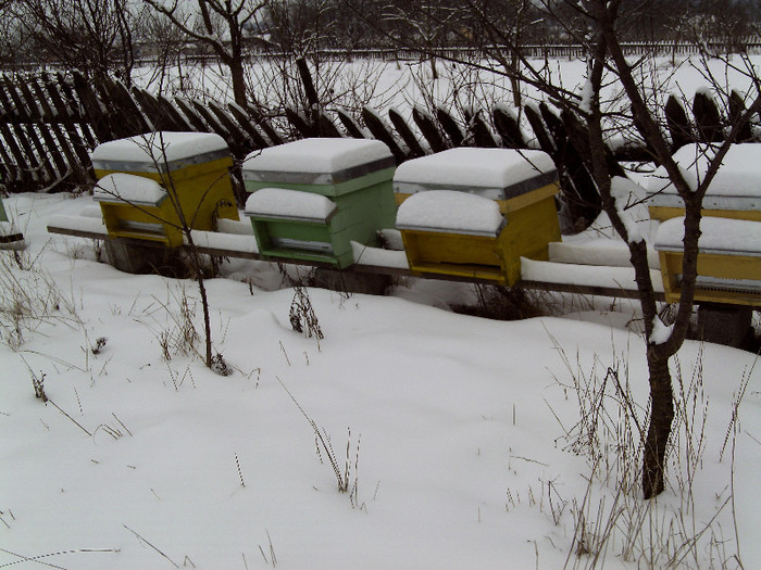 martie 2012 003 - 2012 apicole
