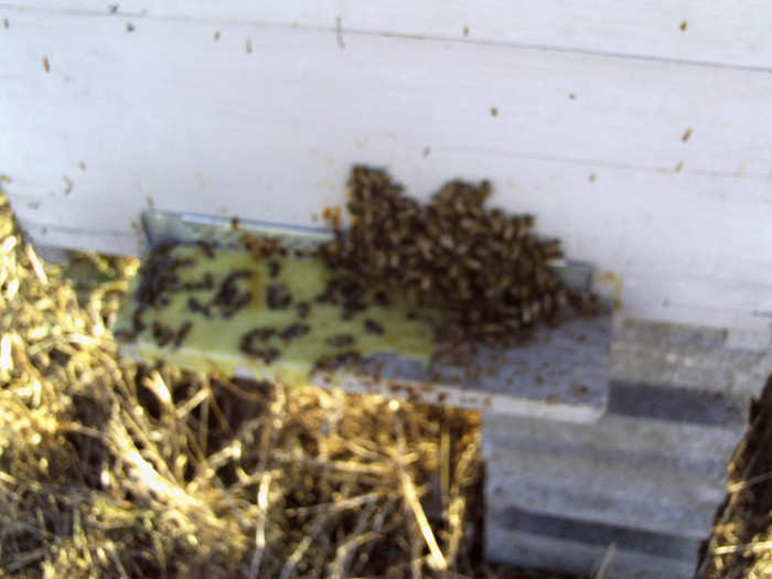 martie 2012 004 - 2012 apicole