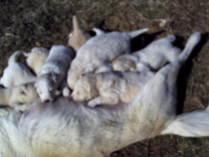 Copy of martie 2012 009