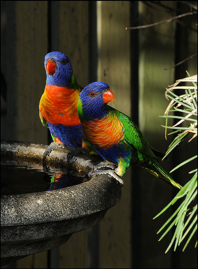 4.-rainbow-lorikeet - the most beautiful bird