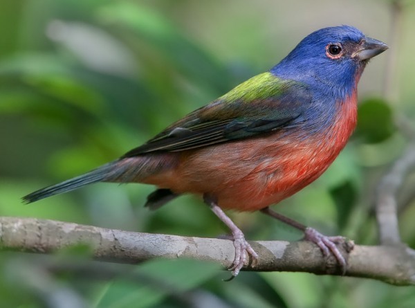 20 Of The World Most Colorful Birds15 - the most beautiful bird