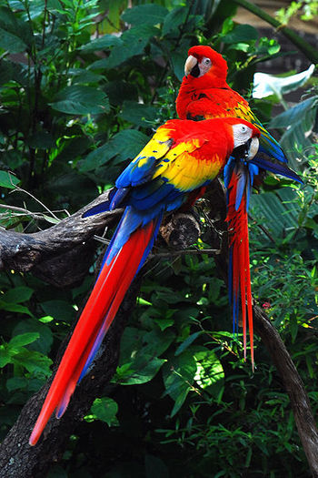 400px-Ara_macao_-_two_at_Lowry_Park_Zoo - the most beautiful bird