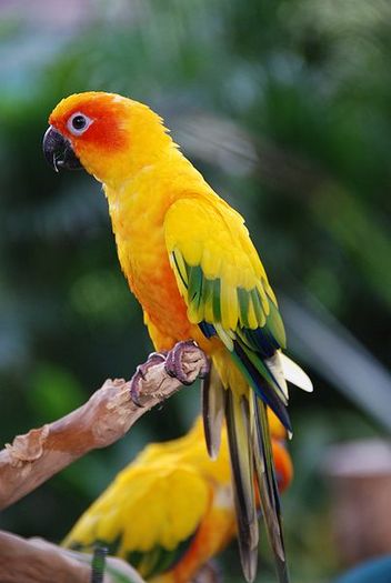 402px-Aratinga_solstitialis_-Singapore_BirdPark-6 - the most beautiful bird